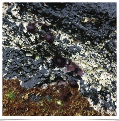 Helmet Urchin (Colobocentrotus atratus) cling to rocky shores. Their shingle-like spines offer little resistance to surf. 